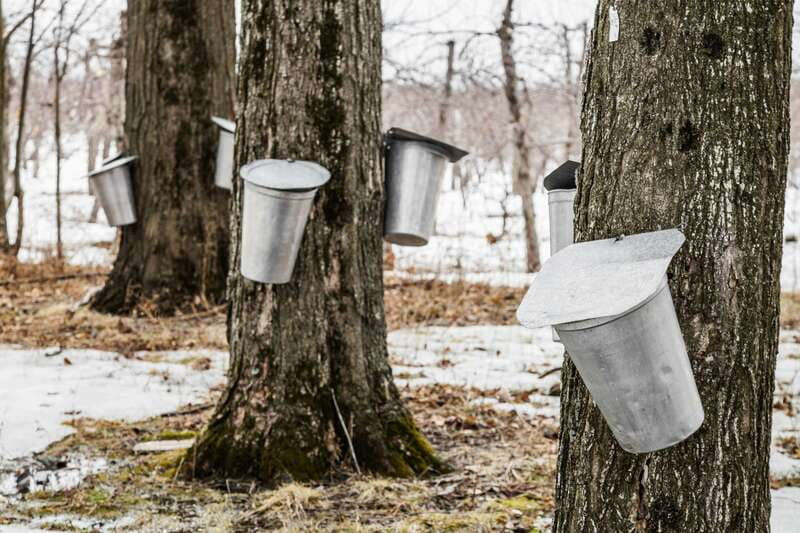 Montreal: Sugar Shack Maple Syrup Day Trip with Lunch - Who should book this Montreal sugar shack day trip