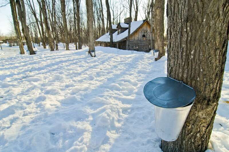 Montreal: Sugar Shack Maple Syrup Day Trip with Lunch - Private pickup and the smooth ride to Quebec’s sugar bush
