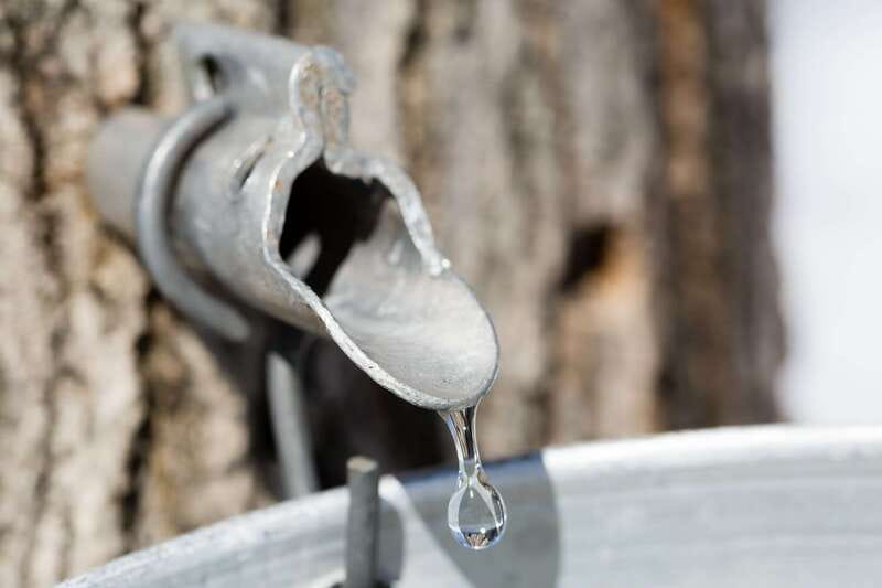 Montreal: Sugar Shack Maple Syrup Day Trip with Lunch - How the maple process fits into a 5-hour day