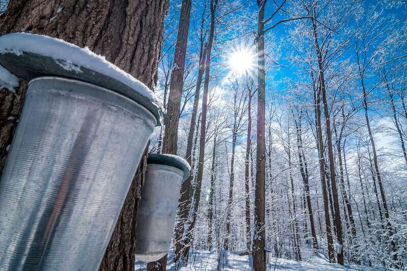 Montreal: Sugar Shack Maple Syrup Day Trip with Lunch - Inside a sugar shack farm: from tapped trees to bottled syrup