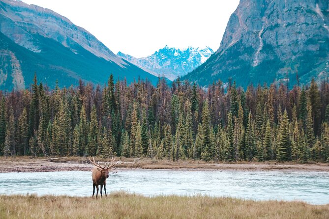 Moraine Lake, Lake Louise & Banff Secrets | Award-Winning Tour - Bow Valley Parkway, Morant’s Curve, and Castle Cliff stops you may not expect