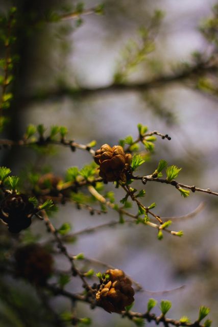 Moraine Lake & Larch Valley Hike - Why Larch Valley in Autumn Feels Like a Different Place