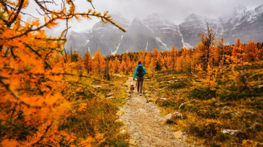 Moraine Lake & Larch Valley Hike - ACMG Guides Make It More Than Scenery