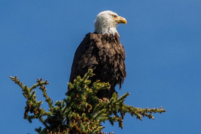 Morning Jasper National Park Wildlife Tour - Price and Value for a 3-Hour Morning Wildlife Search