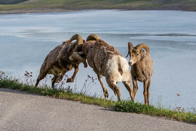 Morning Jasper National Park Wildlife Tour - Weather, Wildlife Rules, and Why the Day Can Change