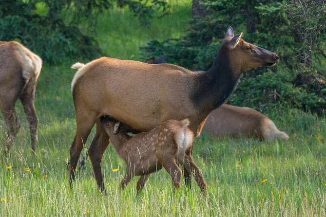Morning Jasper National Park Wildlife Tour - Who This Tour Fits Best