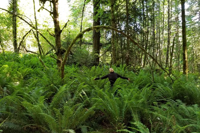 Mystical Rainforest Tour - Forest Magick - Price and logistics: what $48.25 buys you, and how it fits your day