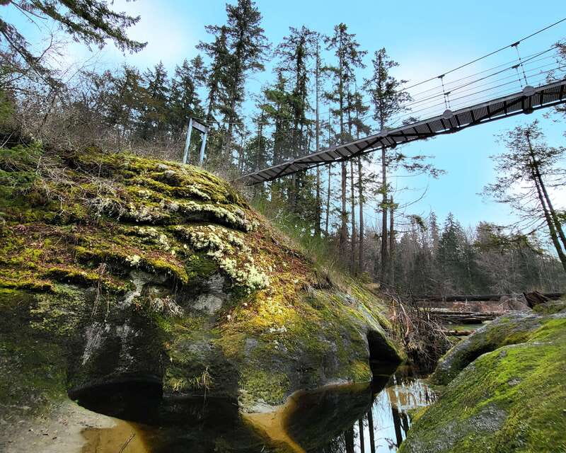 Nanaimo: Cathedral Grove, Waterfalls & Animal Sanctuary - Top Bridge and the MacMillan Provincial Park region