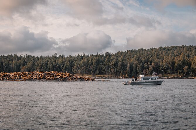 Nanaimo Whale Watching in a Semi-Covered Boat - The Science Teaching: Marine Biology Plus Conservation, Not Just Facts