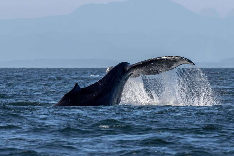 Nanaimo: Whale Watching Open Boat Tour - Nanaimo’s Salish Sea route, and why this open-boat watch feels different