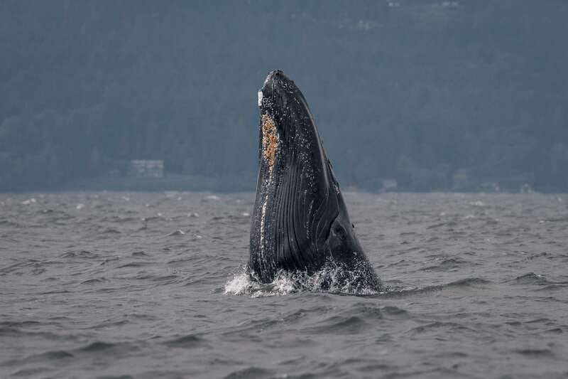 Nanaimo: Whale Watching Open Boat Tour - The species focus: healthy populations and what it says about ethics