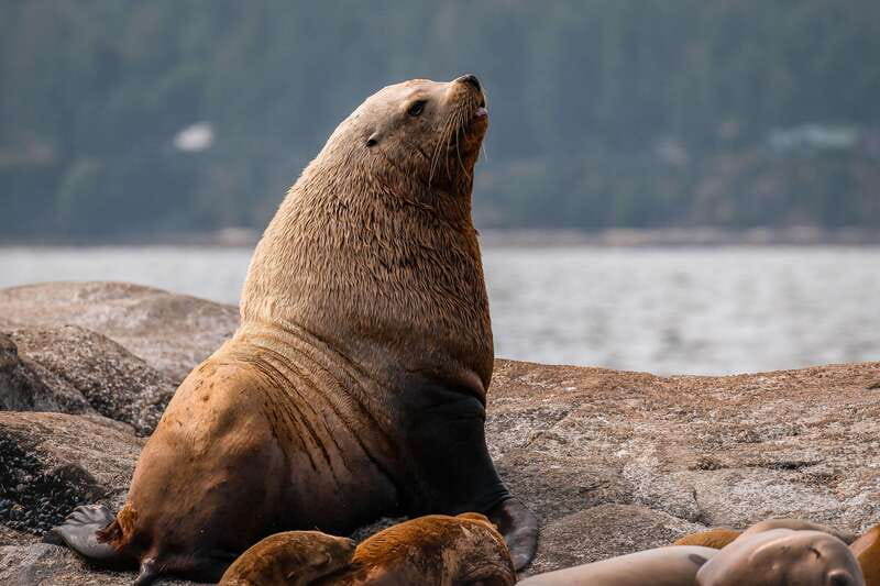 Nanaimo: Whale Watching Open Boat Tour - Weather and comfort: what to expect on an open-boat day