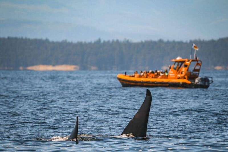 Nanaimo: Whale Watching Open Boat Tour - Who should book this Nanaimo whale watching tour