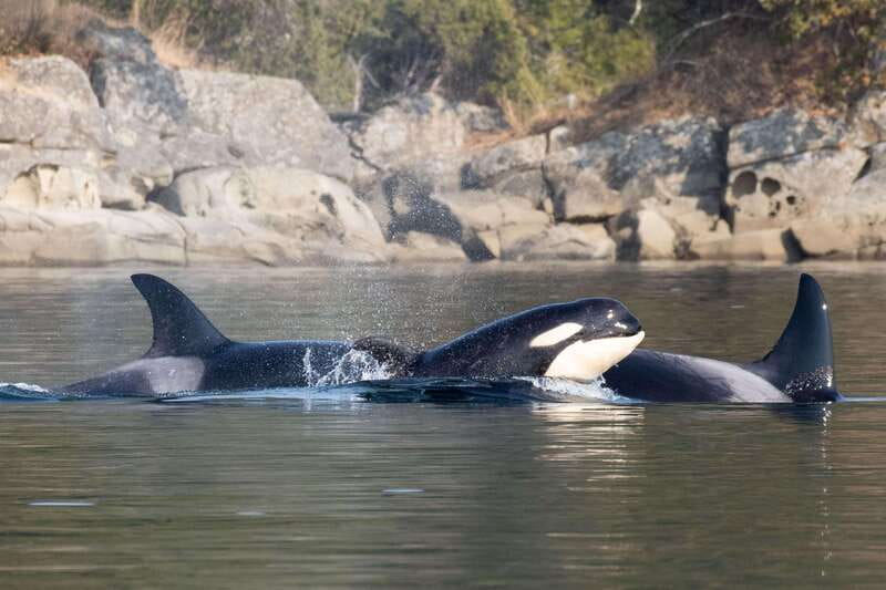 Nanaimo: Whale Watching Semi-Covered Boat Tour - More than whales: seals, sea lions, birds, and occasional orcas