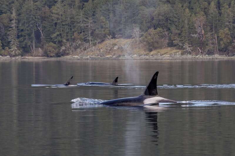 Nanaimo: Whale Watching Semi-Covered Boat Tour - Conservation talk focused on BC orca threats
