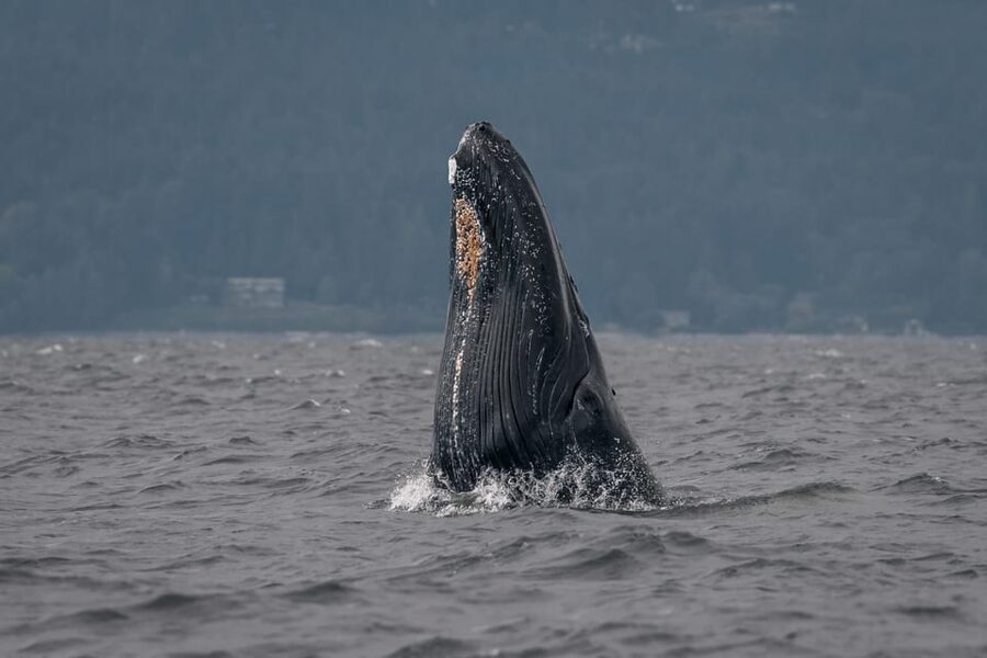 Nanaimo: Whale Watching Semi-Covered Boat Tour - Price and value for this 4-hour Nanaimo whale trip