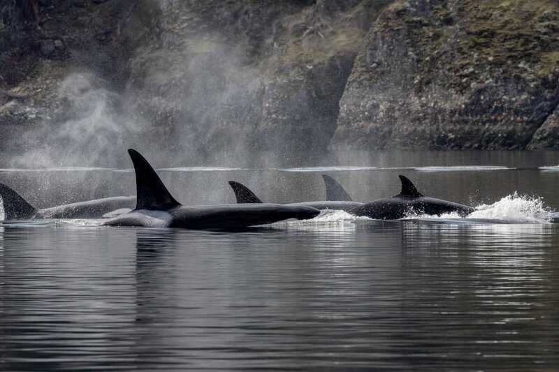 Nanaimo: Whale Watching Semi-Covered Boat Tour - Who should book this tour, and who might want to choose another