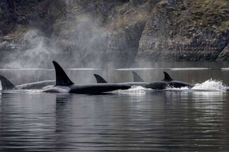 Nanaimo: Whale Watching Semi-Covered Boat Tour - What the semi-covered boat experience really feels like