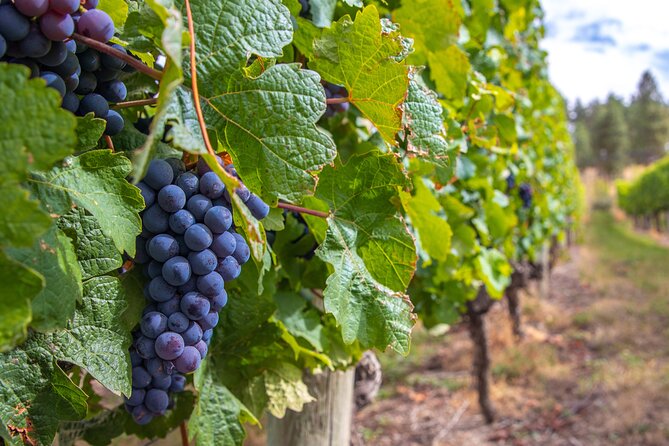 Naramata Bench 5 Winery Tour - Price and the real value of $164.10 per person