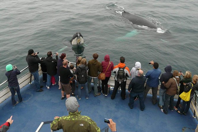 Newfoundland Puffin and Whale Watch Cruise - Key highlights worth circling on your map