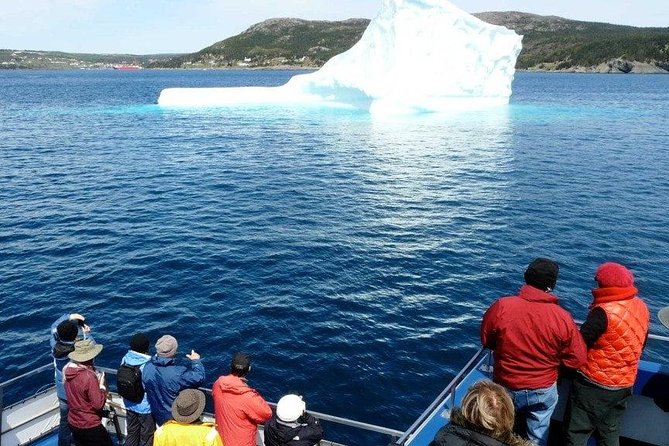 Newfoundland Puffin and Whale Watch Cruise - St. John’s to Bay Bulls: the short hop that makes the day feel lighter