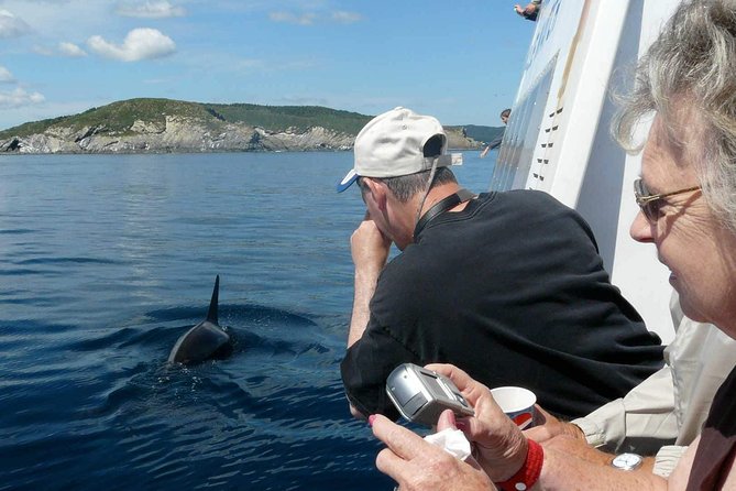 Newfoundland Puffin and Whale Watch Cruise - Your catamaran setup: viewing deck vs shelter, and how to choose what you need