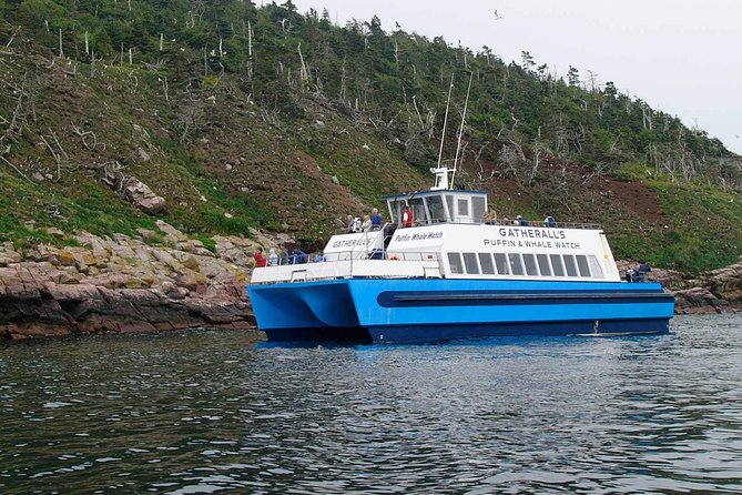 Newfoundland Puffin and Whale Watch Cruise - A realistic whale watch: peak season, smart expectations, and why you may still win