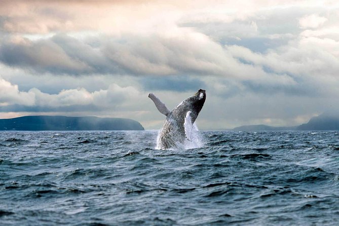 Newfoundland Puffin and Whale Watch Cruise - Puffin time: what to look for and when it’s most likely