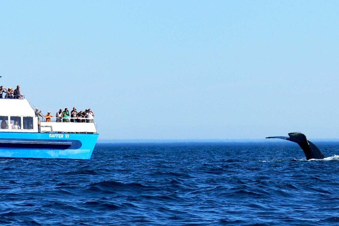 Newfoundland Puffin and Whale Watch Cruise - The stops that matter: Bay Bulls and the reserve viewing time