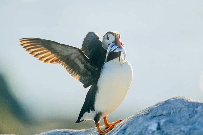 Newfoundland Puffin and Whale Watch Cruise - Onboard narration, songs, and the crew-naturalist combo