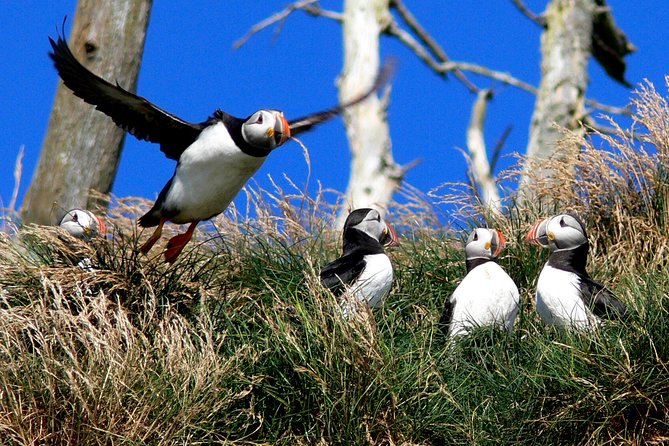 Newfoundland Puffin and Whale Watch Cruise - Timing and crowds: how to avoid the most common frustration