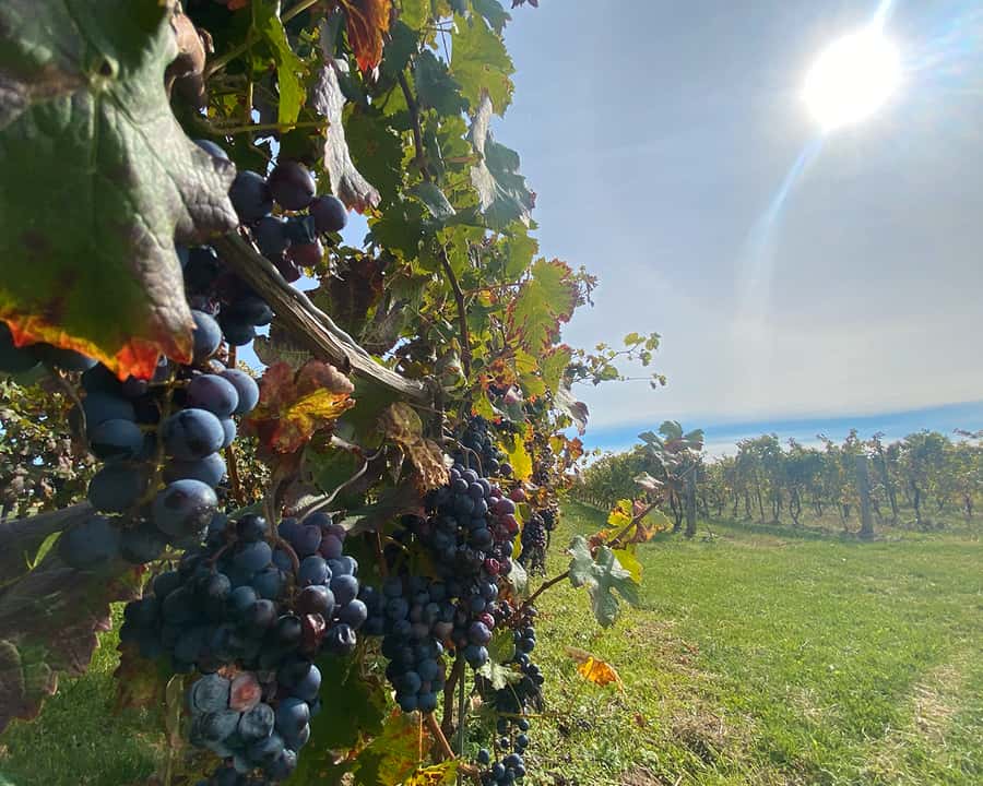Niagara: A Twilight Wine Adventure With 3-Course Dinner - Who this tour suits best, and who may want a different plan