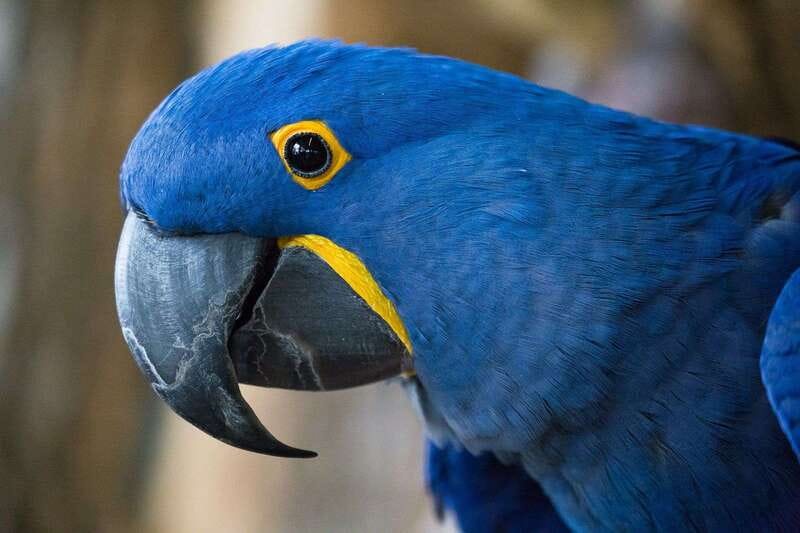 Niagara Falls, Canada: Bird Kingdom Entry Ticket - Key things to know before you go
