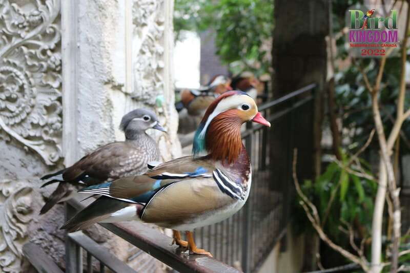 Niagara Falls, Canada: Bird Kingdom Entry Ticket - Animal Encounters: parrots and guided live talks