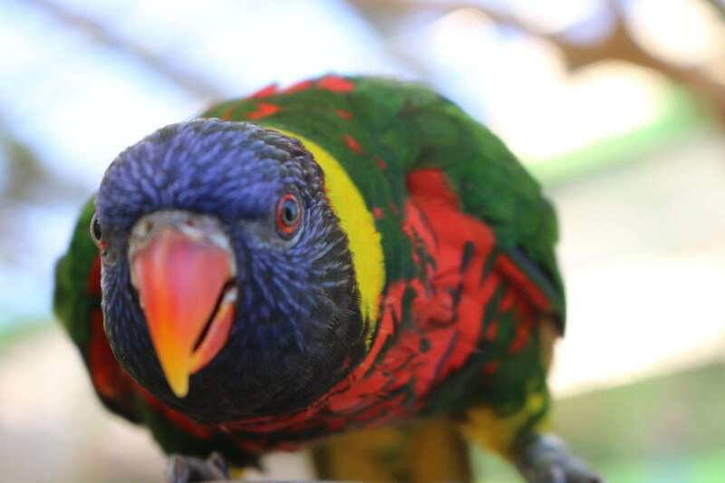 Niagara Falls, Canada: Bird Kingdom Entry Ticket - The Night Jungle ruins: nocturnal vibes in a daytime visit