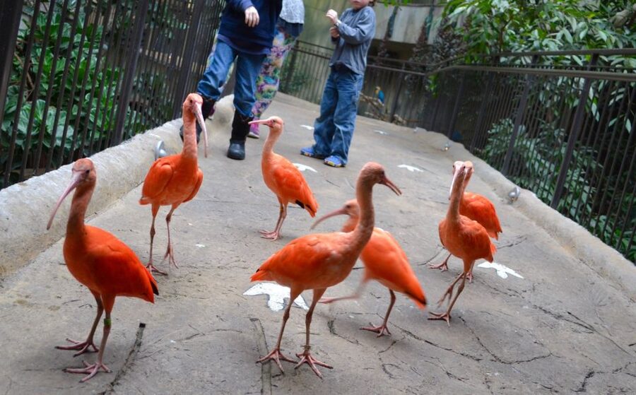 Niagara Falls, Canada: Bird Kingdom Entry Ticket - Price and value: what $18 gets you, and what costs extra