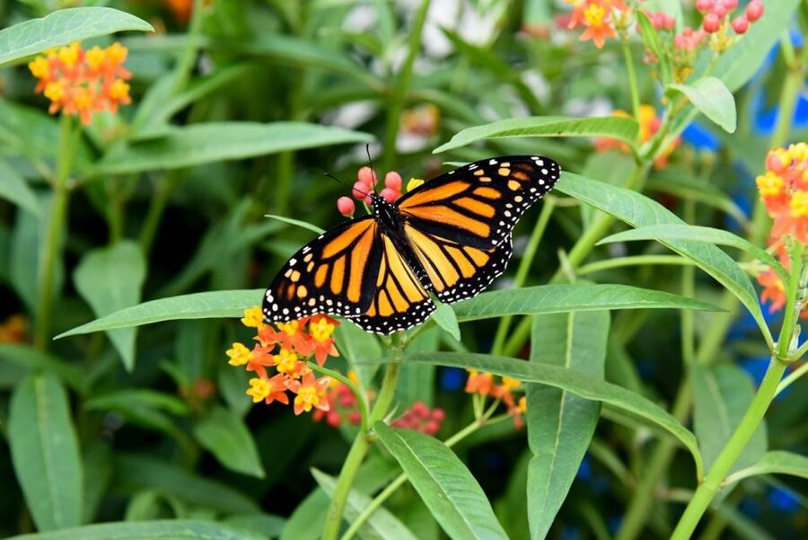 Niagara Falls, Canada: Butterfly Conservatory Admission - Key points before you go
