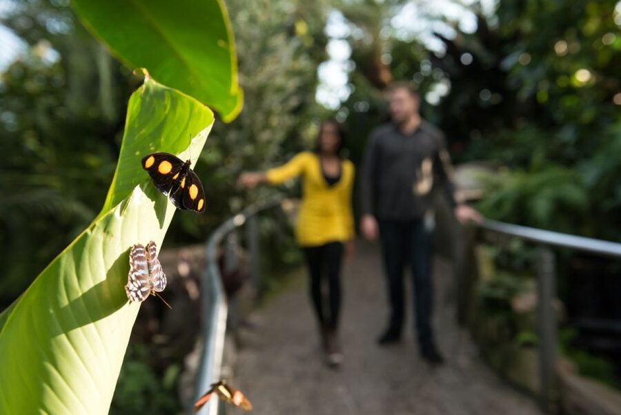 Niagara Falls, Canada: Butterfly Conservatory Admission - Admission value: does $20 feel fair for a self-guided hour?