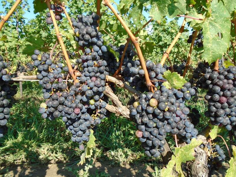 Niagara Falls, Canada: Full-Day Private Winery Tour - Key Points Before You Go