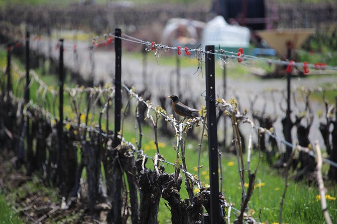 Niagara-on-the-Lake Grape to Glass Wine Experience - Why Between the Lines Winery makes a great Niagara-on-the-Lake stop