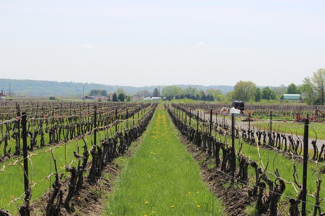 Niagara-on-the-Lake Grape to Glass Wine Experience - Value check: how $23.24 makes sense for a 45-minute tasting tour