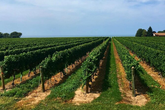 Niagara-On-The-Lake Guided Wine and Charcuterie Full-Day Tour - Stop 4: Reif Estate Winery and Why the River Matters