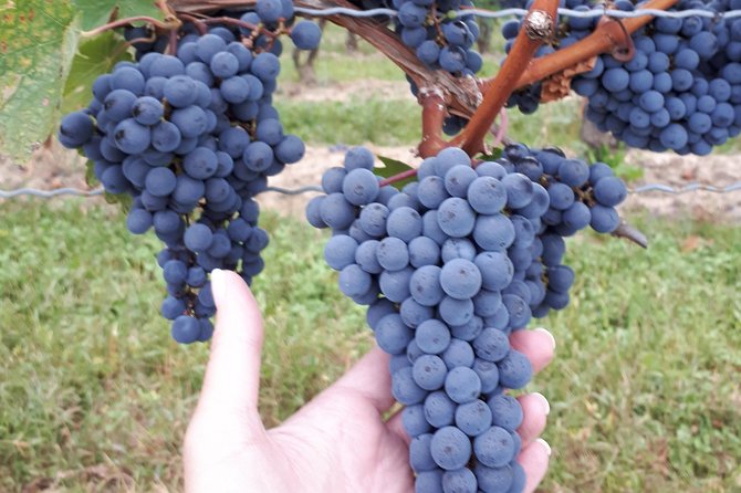 Niagara-on-the-Lake Wine Aft Tour with Cheese from Niagara Falls - Cheese pairing at the winery: what you should expect