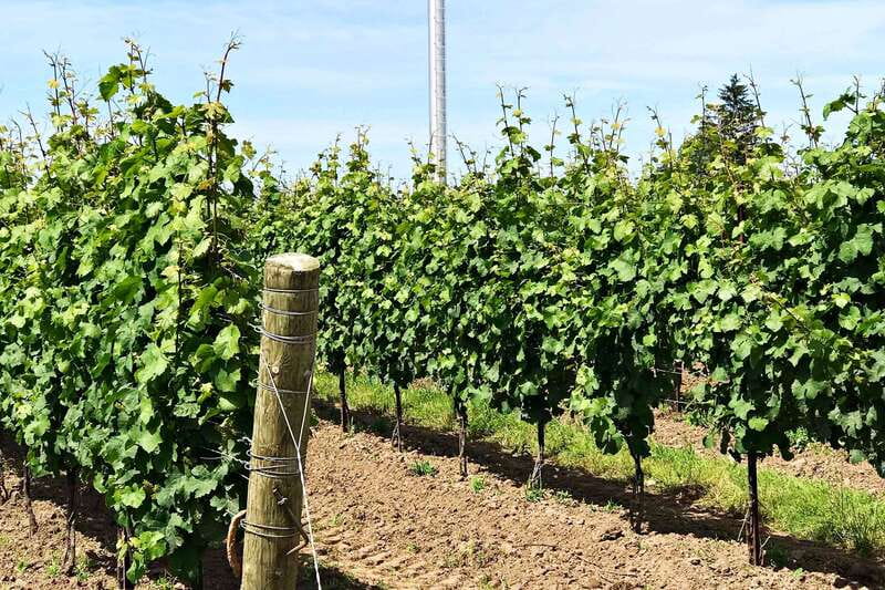 Niagara-on-the-Lake: Wine & Charcuterie Tour with Tastings - Niagara-on-the-Lake Old Town: the reset hour (mostly for walking)