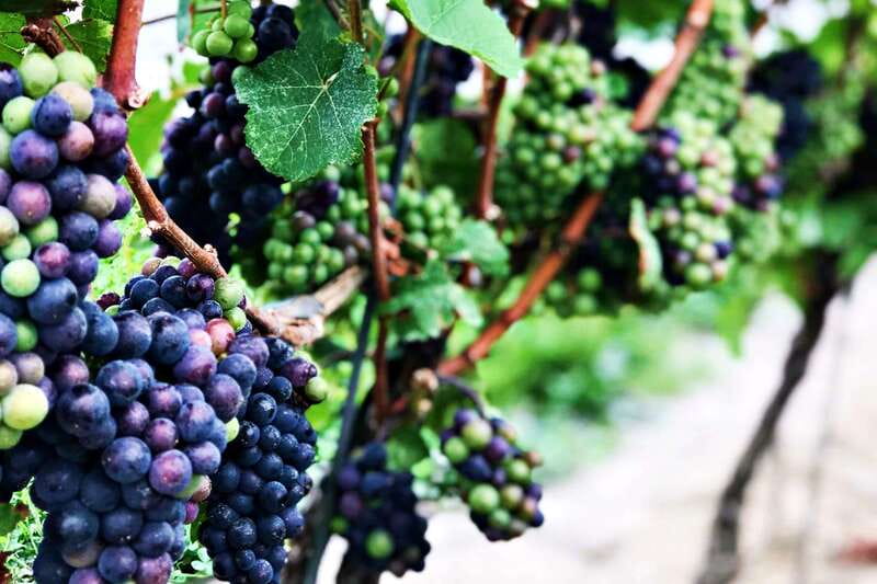 Niagara-on-the-Lake: Wine & Charcuterie Tour with Tastings - Pillitteri Estates Winery: where the day gets structured