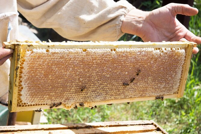 Okanagan Bee Tour and Lunch at Winery in Kelowna - Honey Wines and Honey Sampling: What You Taste and What It Means