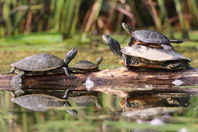 Ottawa: Ecological Reserve Kayak Tour with Turtle Sightings - The paddle plan: what happens during the 2 to 3 hours