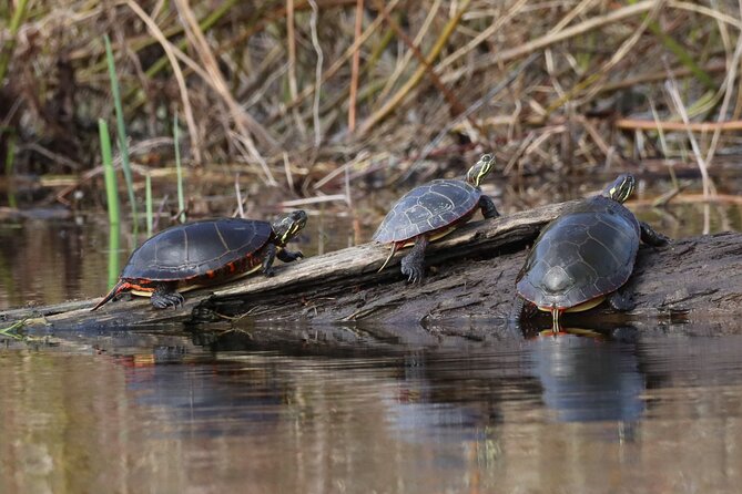 Ottawa: Ecological Reserve Kayak Tour with Turtle Sightings - How the bilingual guide turns spotting wildlife into a skill