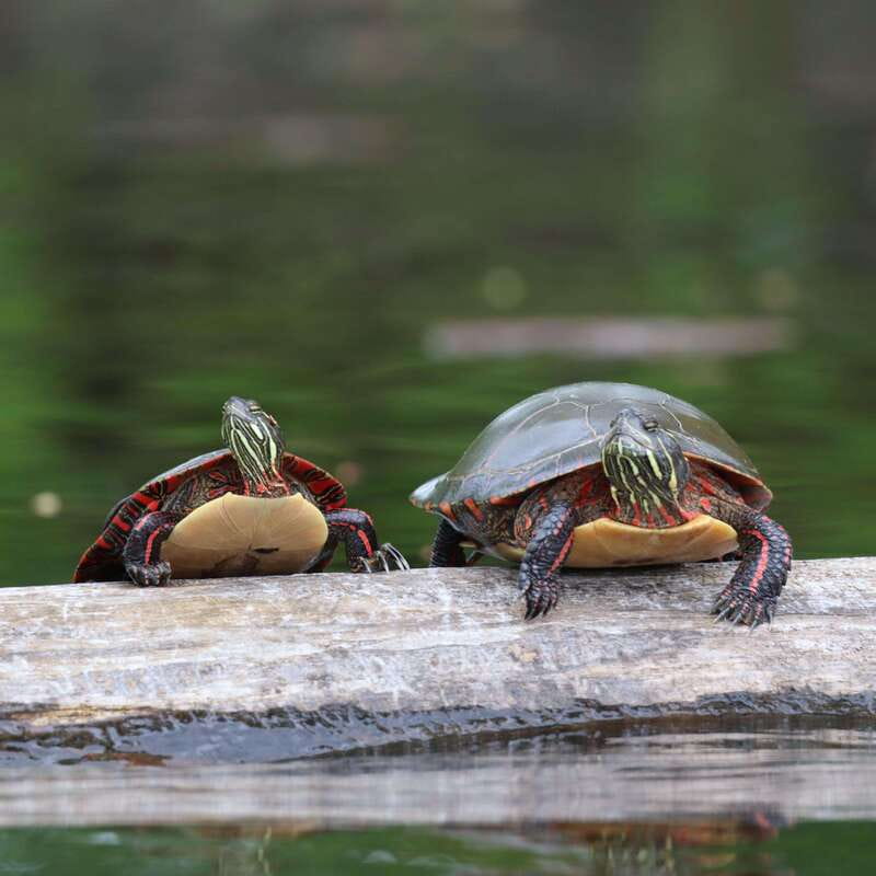 Ottawa: Ecological Reserve Kayak Tour with Turtle Sightings - Should you book this Ottawa kayak tour?
