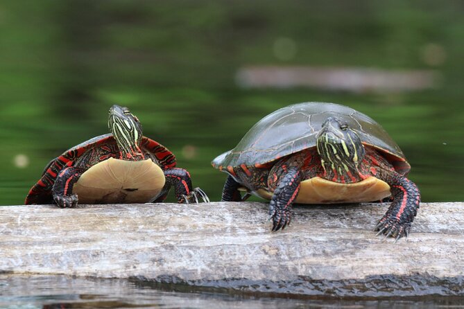 Ottawa: Ecological Reserve Kayak Tour with Turtle Sightings - Kayaks, safety, and the little details that make it feel easy
